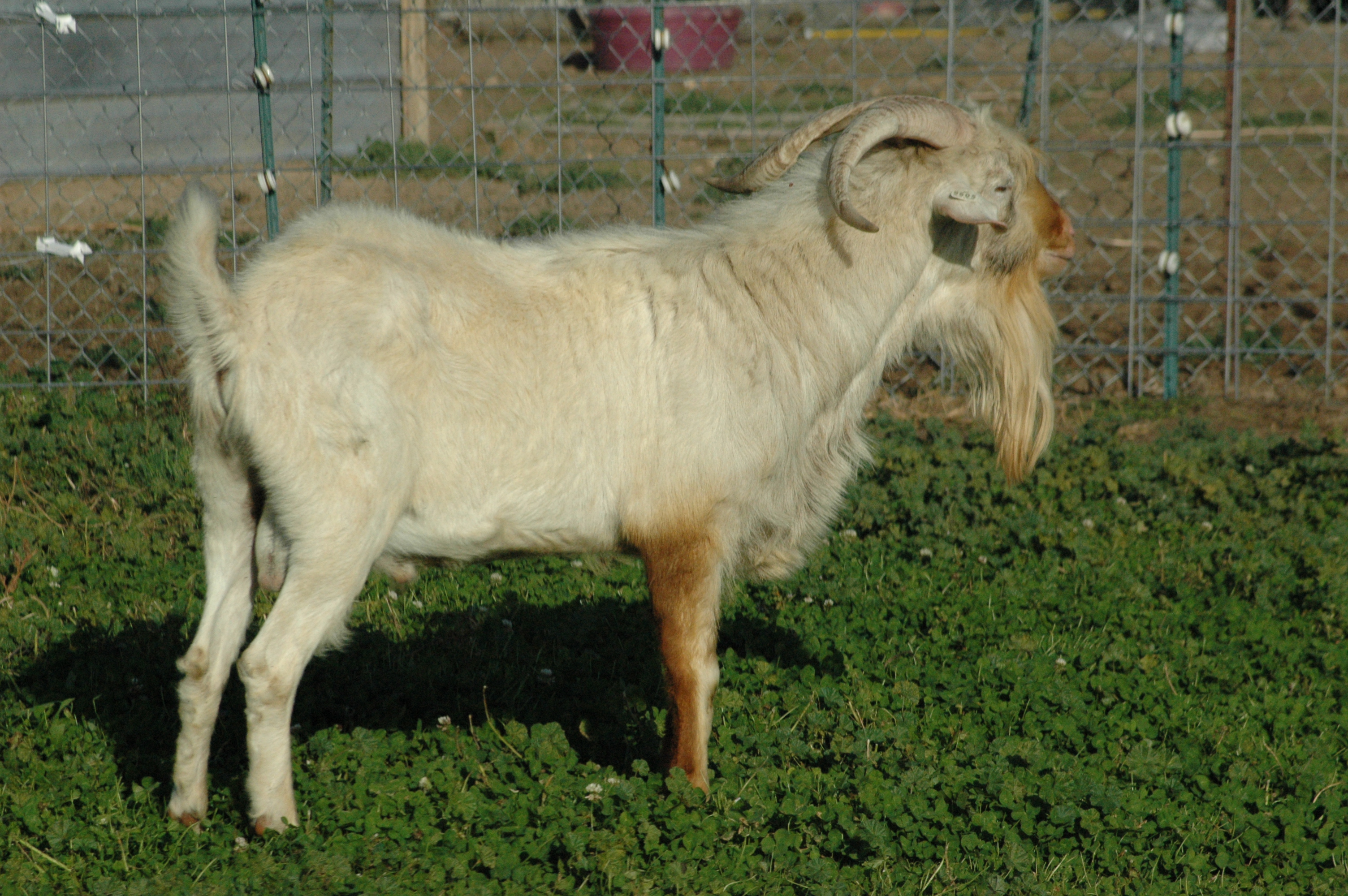 Dudley | Crawford Goat&#39;s - Kiko and Boers